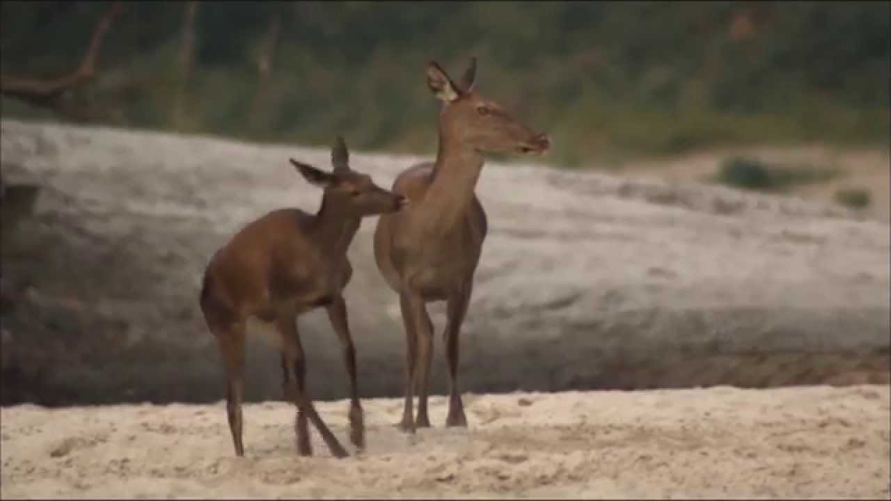 Image result for dancing deer