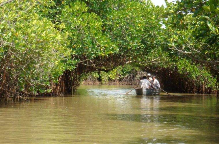 Pichavaram Mangrove Forest