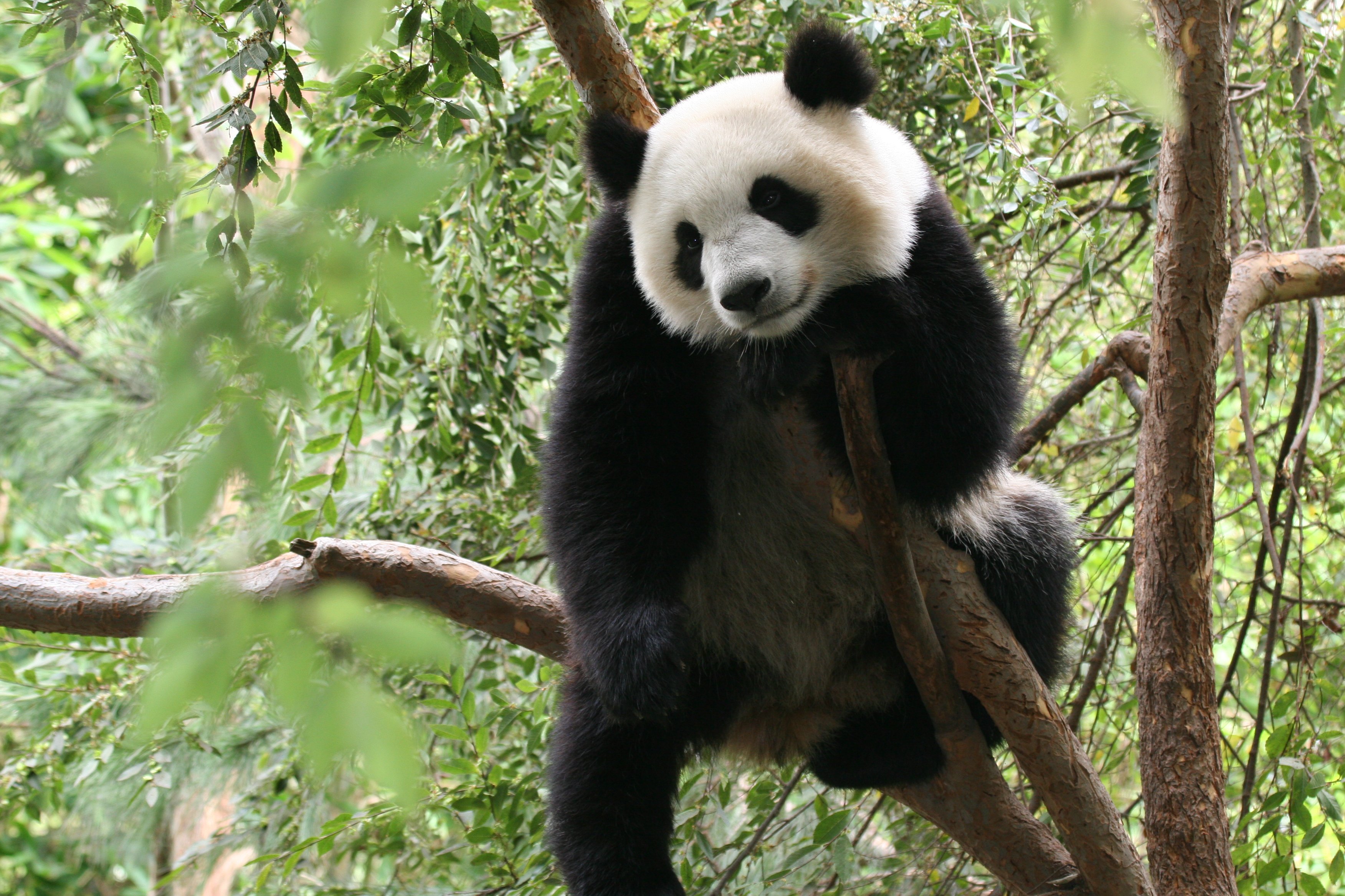 Famous San Diego Zoo 