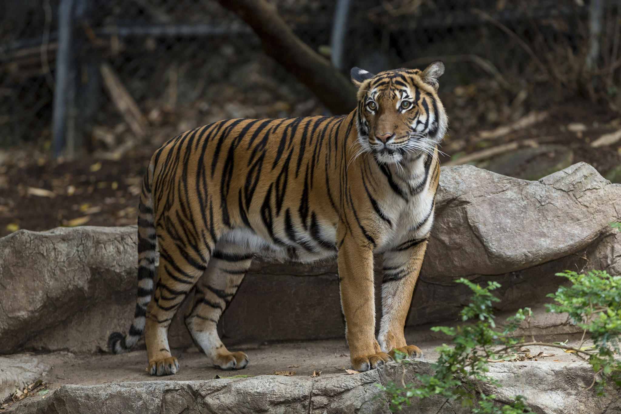 Famous San Diego Zoo 