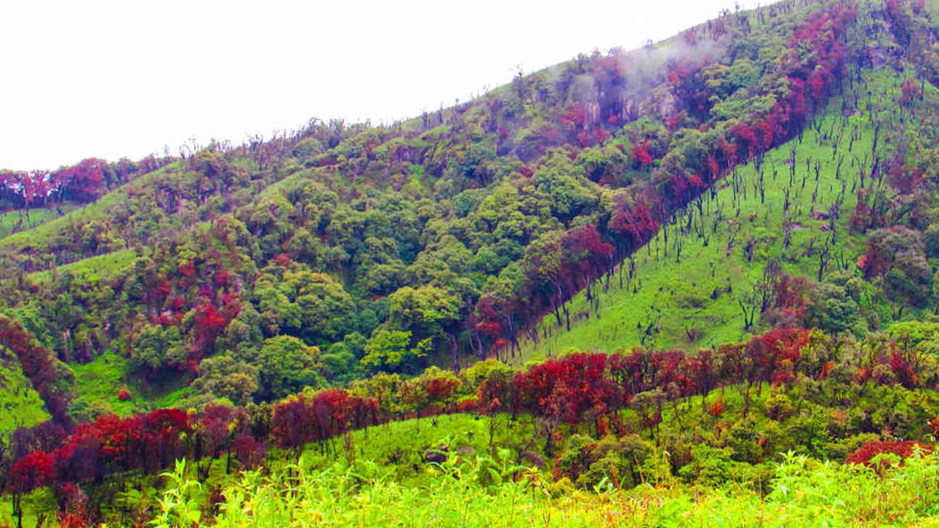 Dzuko-Valley,-Kohima,-Nagaland