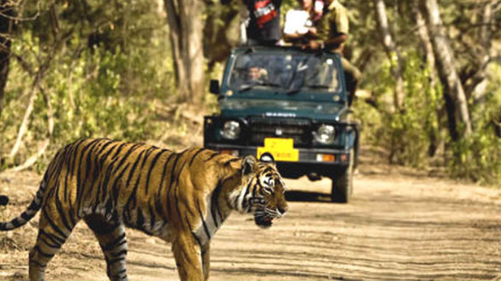 Jim-Corbett-National-Park---A-Hidden-Treasure-of-Nature