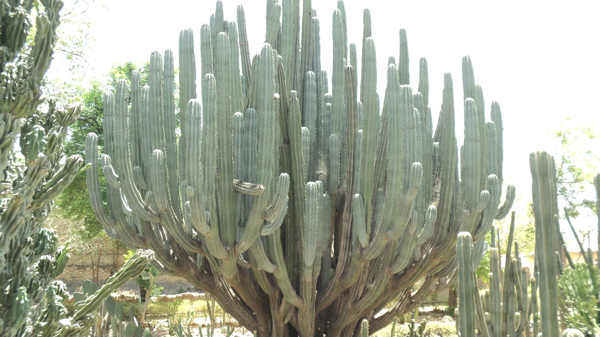 cactus-Garden