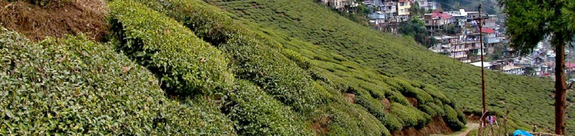 Must-Visited-Places-in-Darjeeling