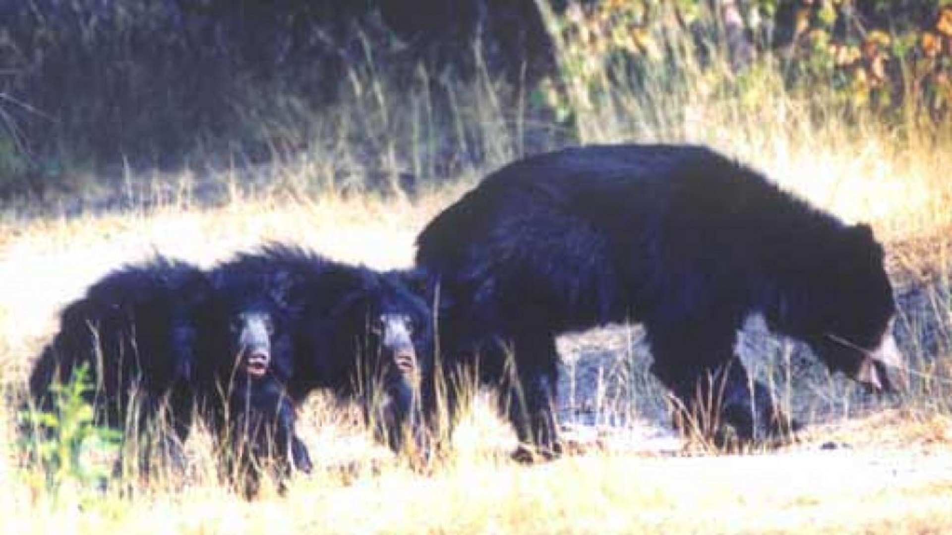 sloth beAR