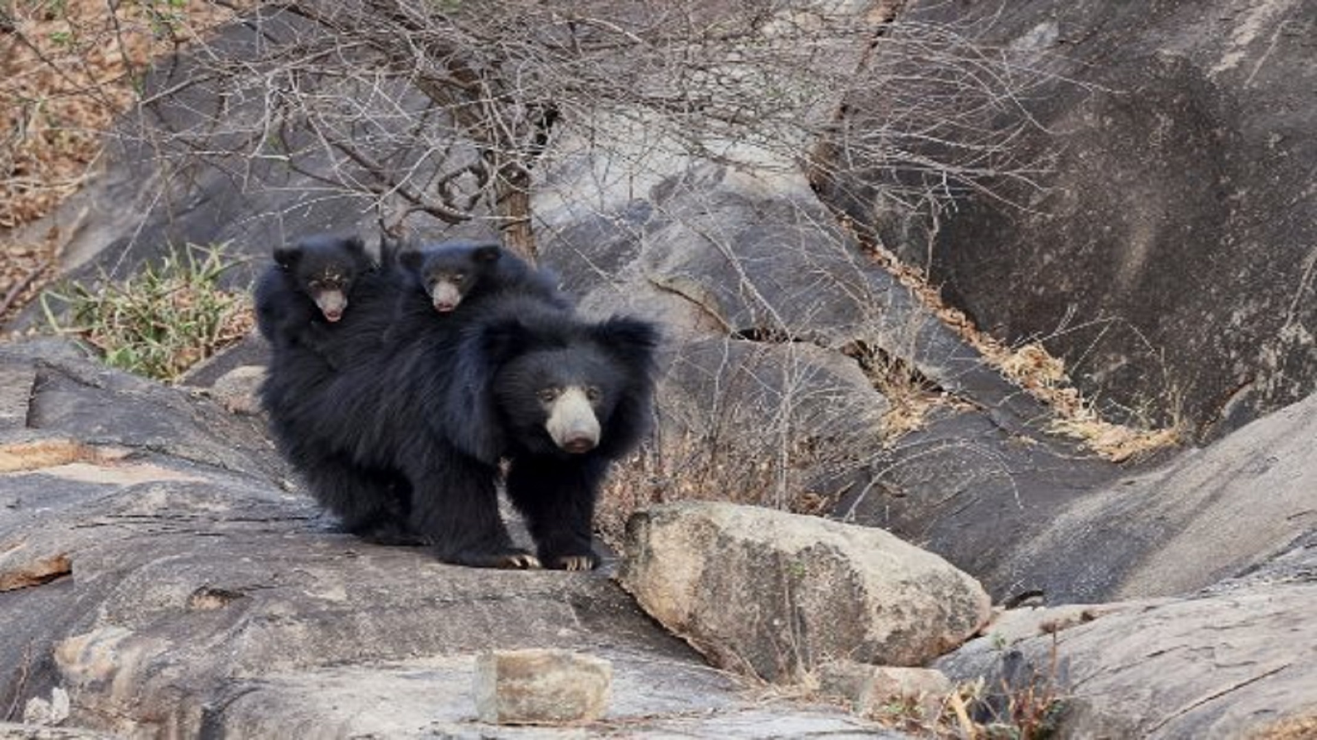 sloth-bear-female-with