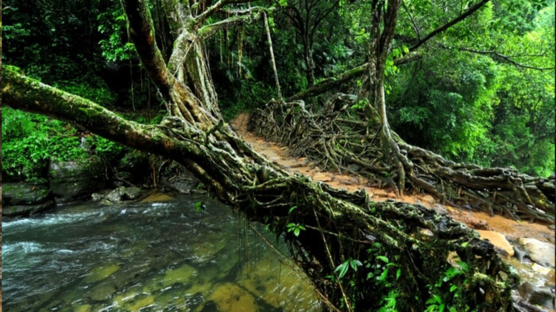 Living-Root-Bridges