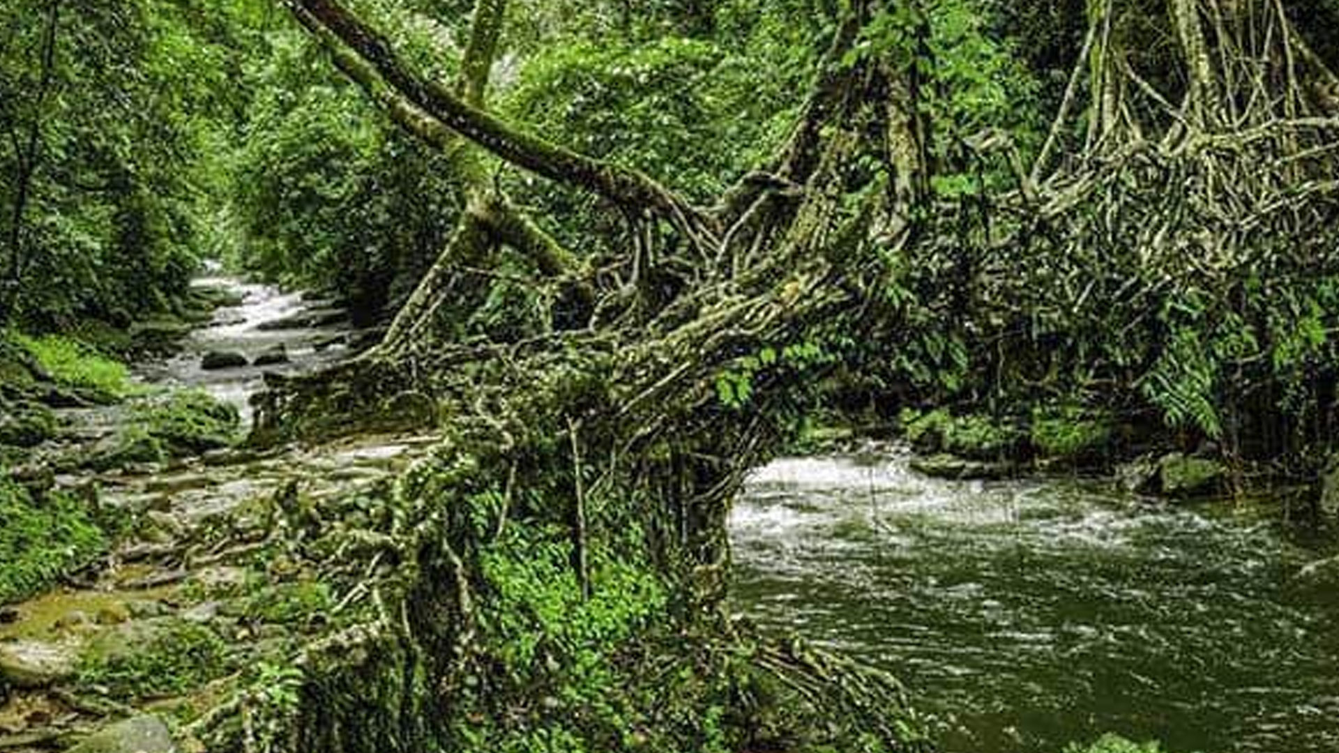 Root-bridges