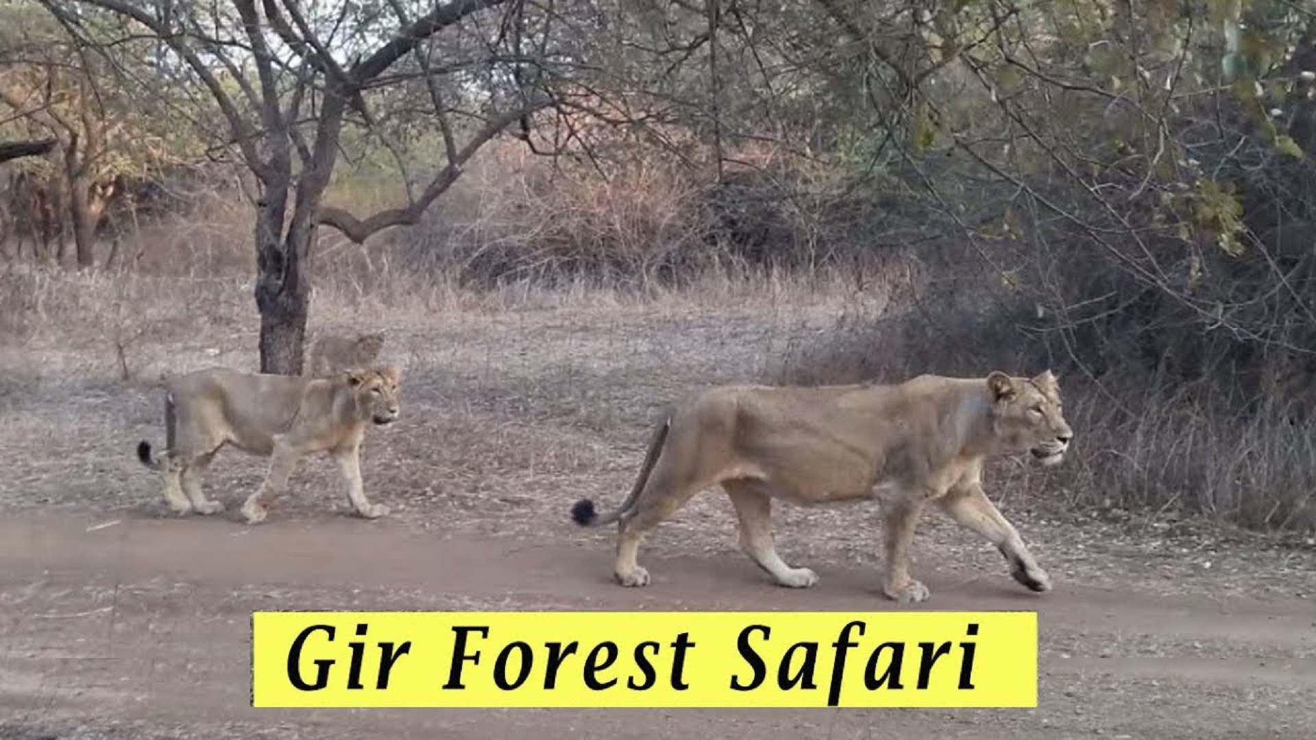 Gir National Park