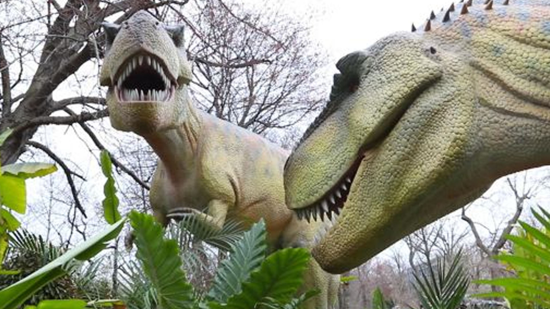 Dinasaur Safari