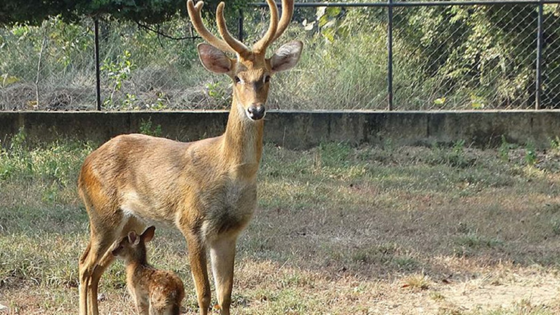 Deer dance. Keibul Lamjao National Park.